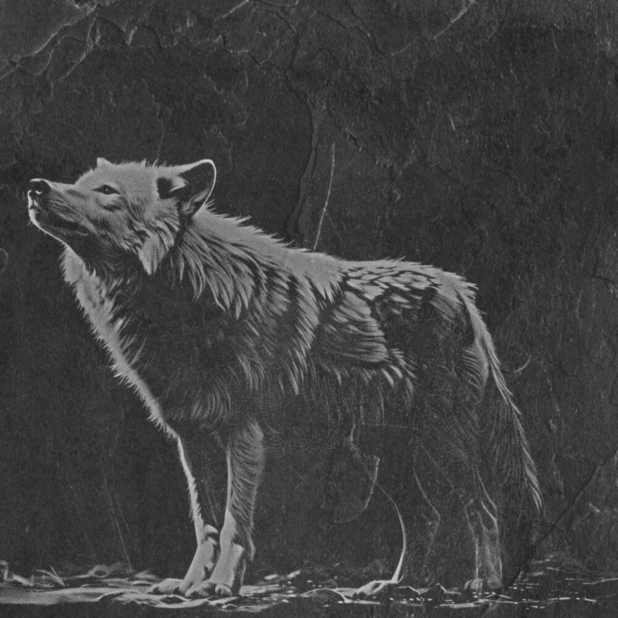 Wolf Standing